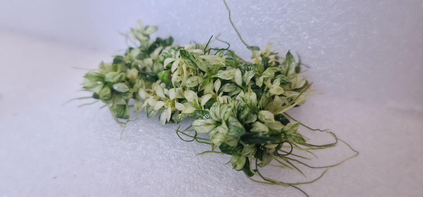 Anubias glabra variegated  3 plant  rare plant aquarium