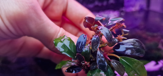 Bucephalandra Kopi Susu rare plants aquarium