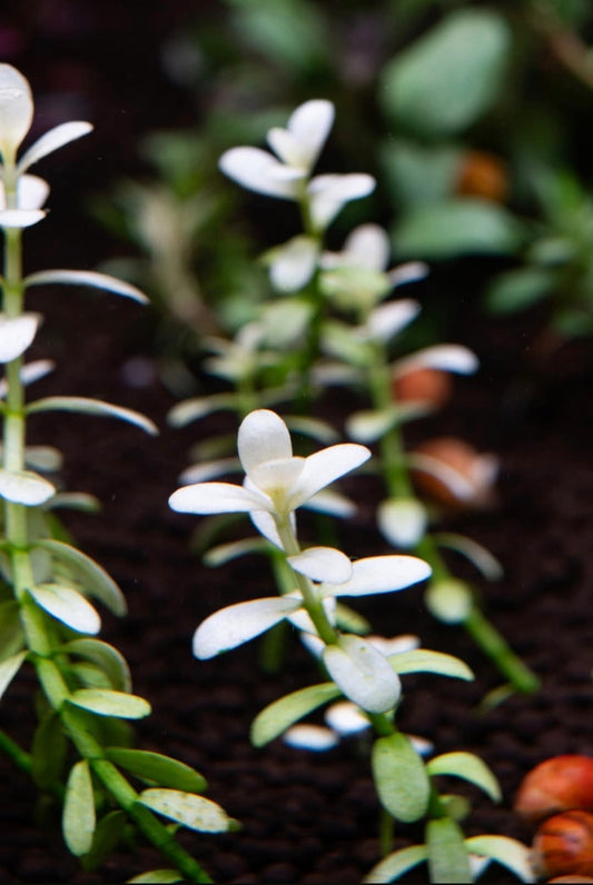Bacopa white