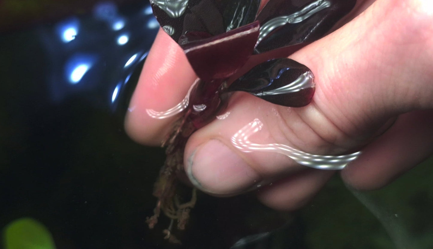 Blue moon 1 pcs  5/6 leaf