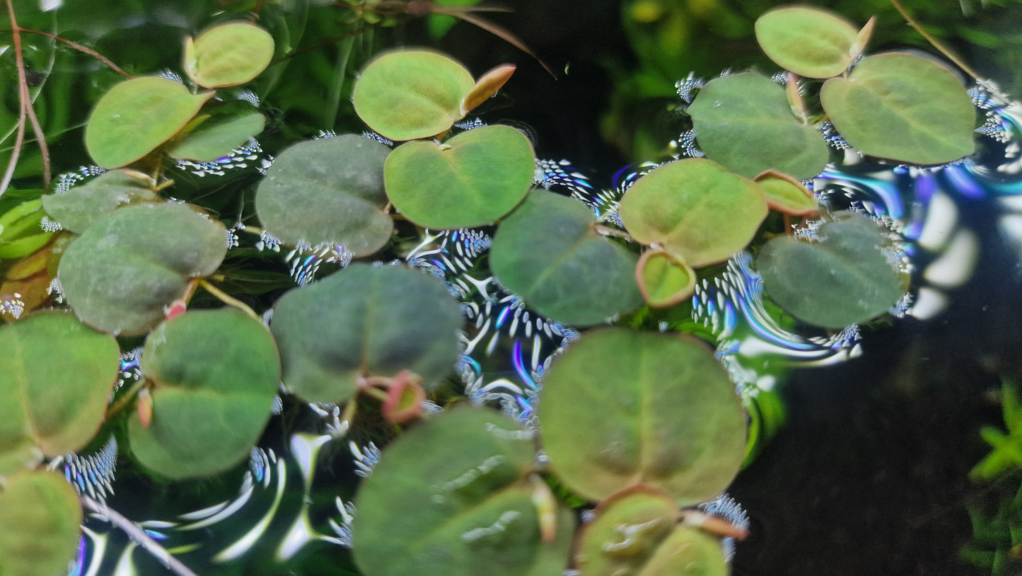 Phyllanthus fluitans – 35 plants (Red Floating Plant)