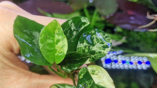 Anubias marble 1 rhizome 5cm