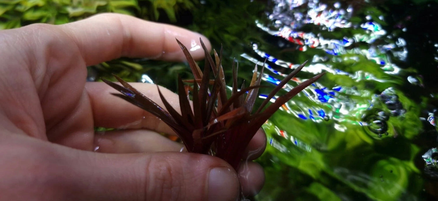 Eriocaulon Quiquagulare 1 Plant Rare Plants Aquarium.