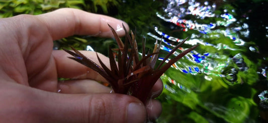 Eriocaulon Quiquagulare 1 Plant Rare Plants Aquarium.