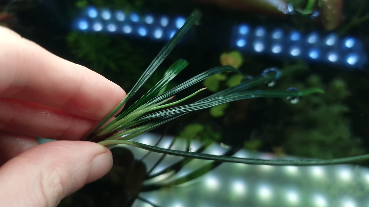 Fenestratarum callum 1 rhizome 5cm