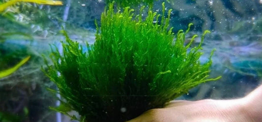 Flame moss