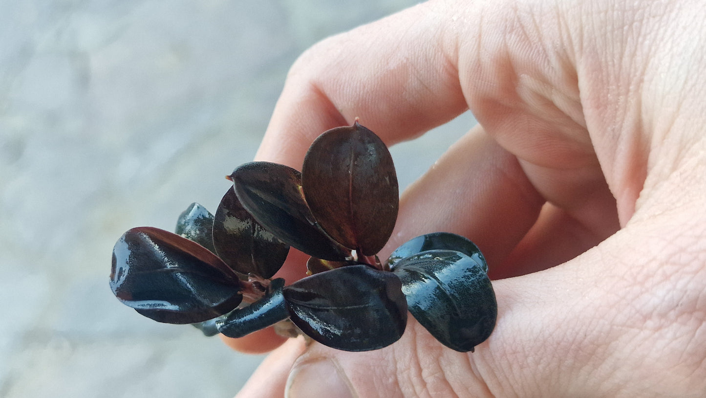 Bucephalandra blue safir 5cm rhizome
