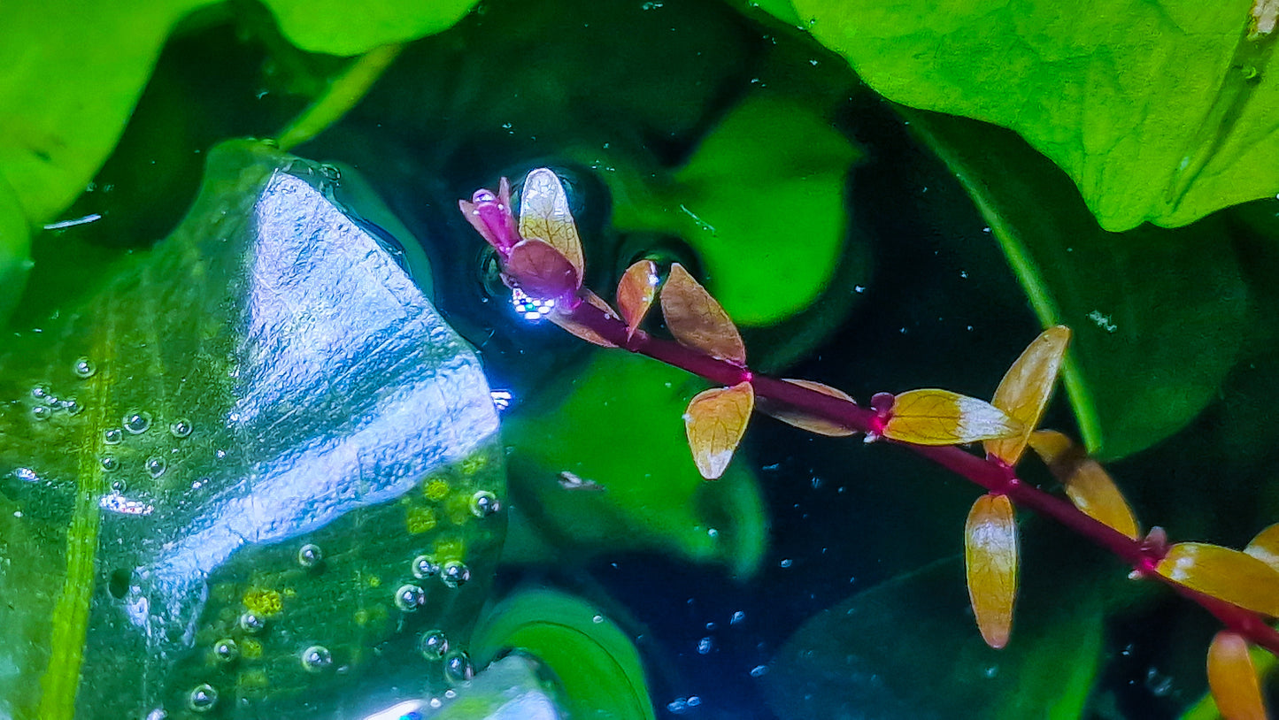 Rotala Orange leaf variant india 3 stems 20cm