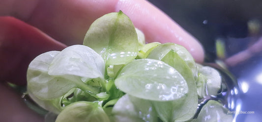 Anubias nana white  1 plant with roots submerged form