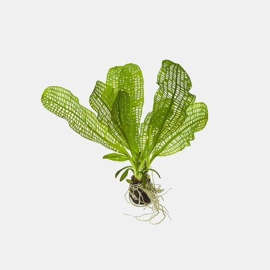 Aponogeton madagascariesis