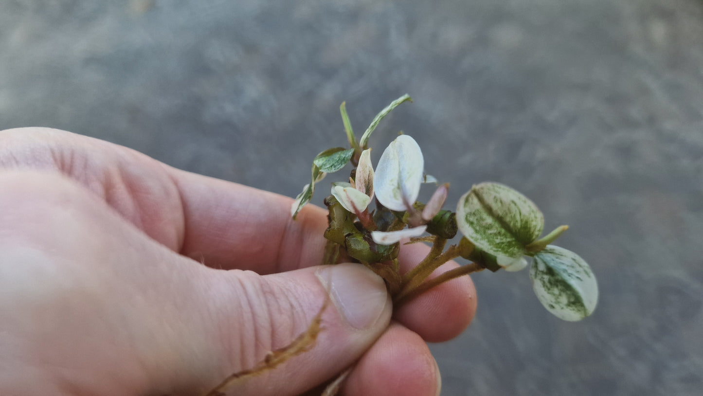 Bucephalandra helena variegated 1pcs