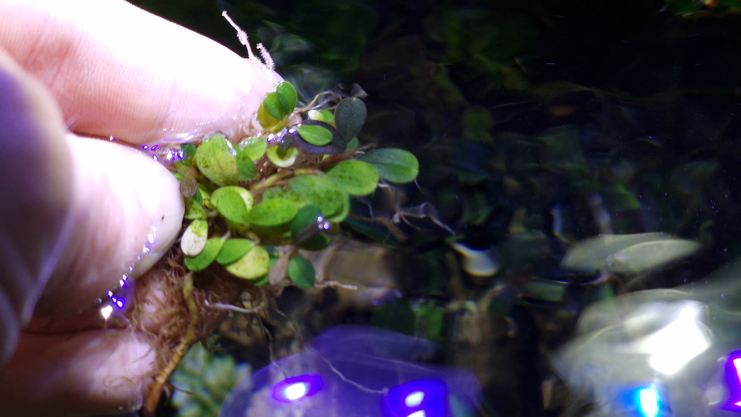 Super mini blue coin 1 plant
