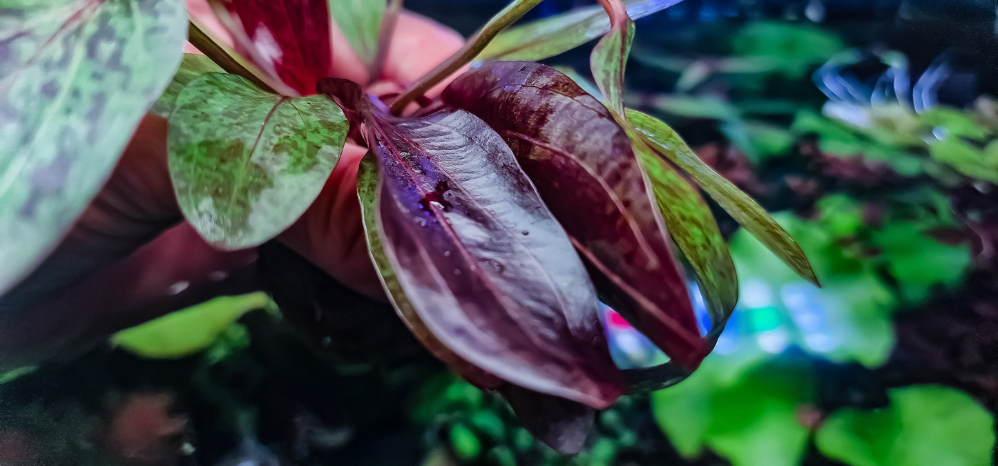 Echinodorus'Rainers Kitty'mother  large plants