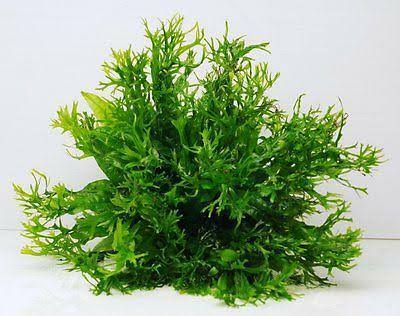 Microsorum pteropus 'Windelov 1plant