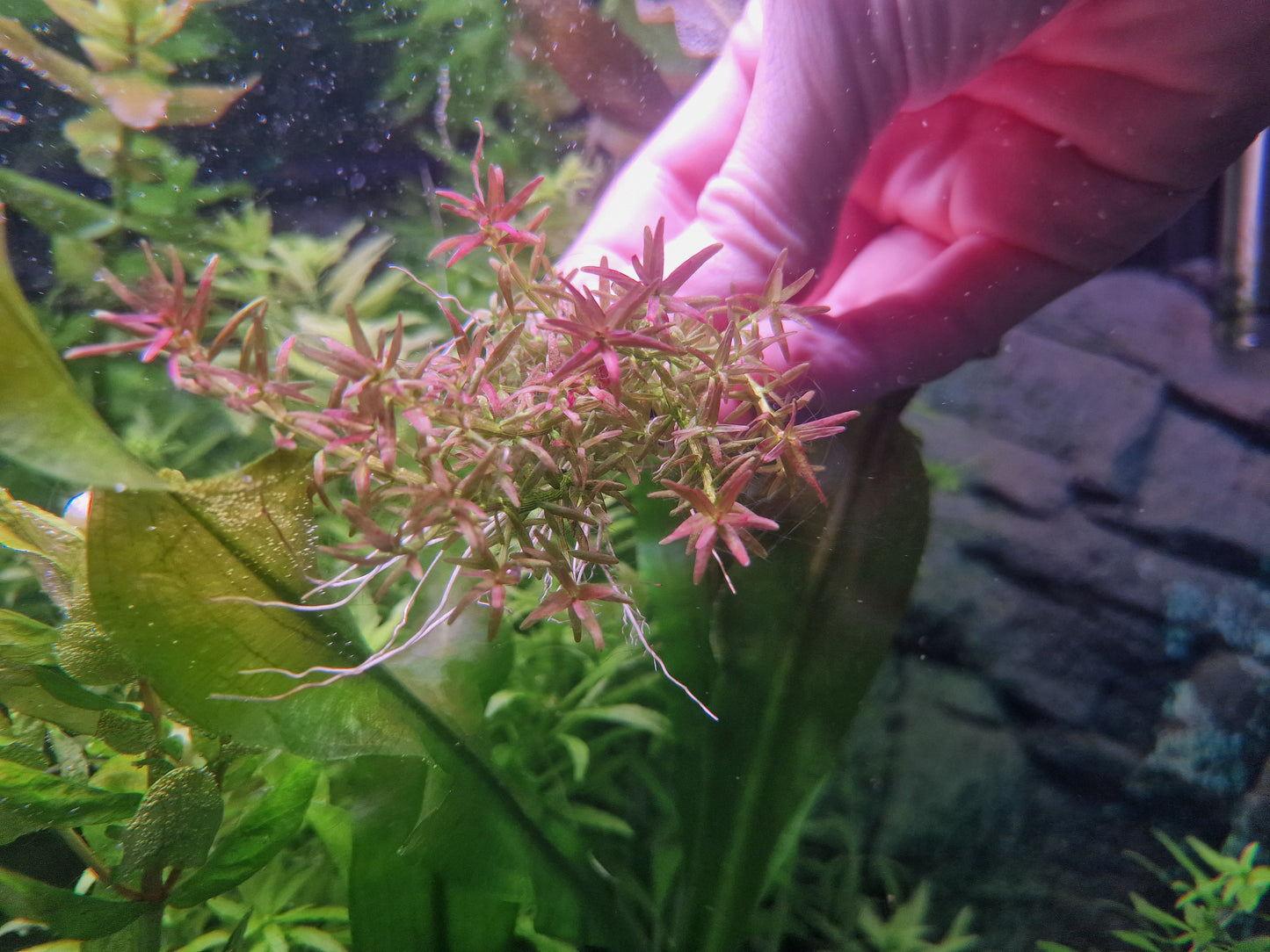 Rotala mexicana goias 10 stems 15cm