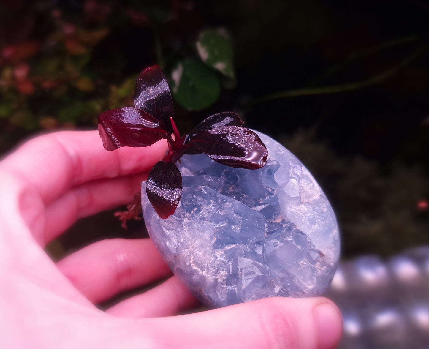 Bucephalandra blue safir/sapphire 1 rhizome 7cm