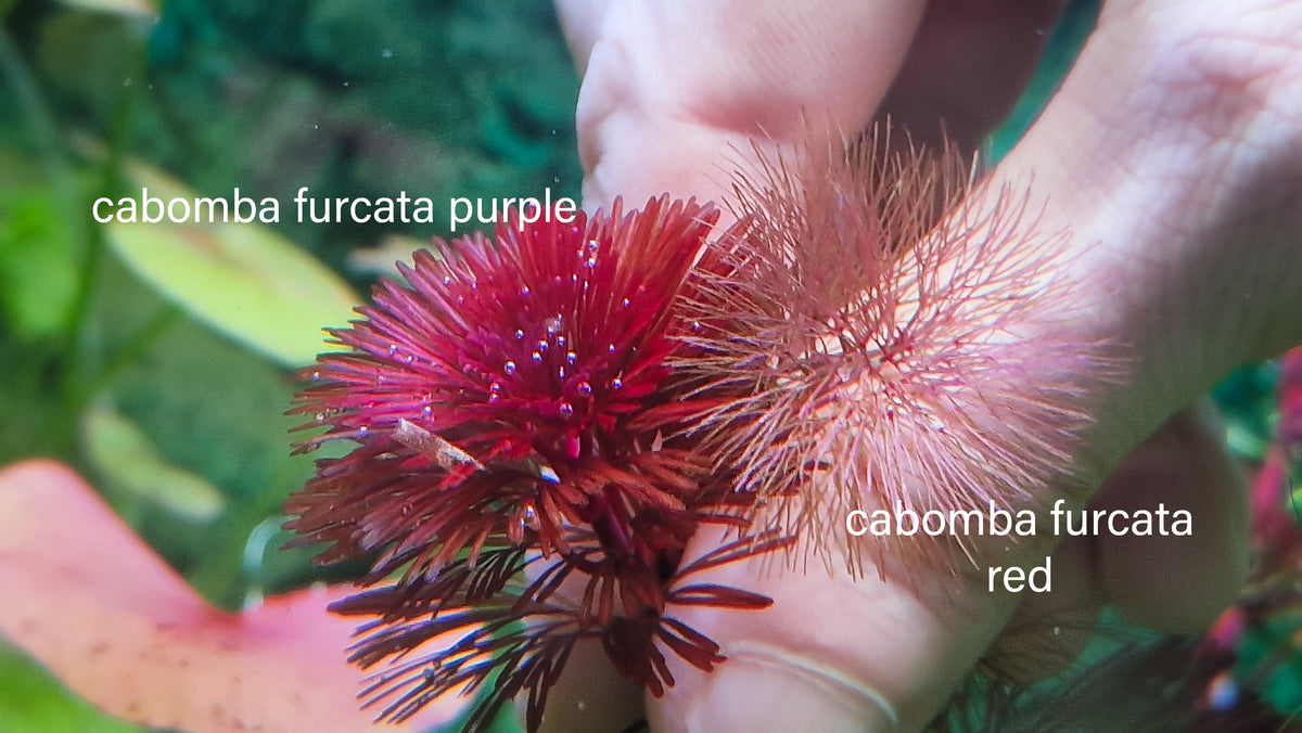 Cabomba furcata purple 2 stems 15cm