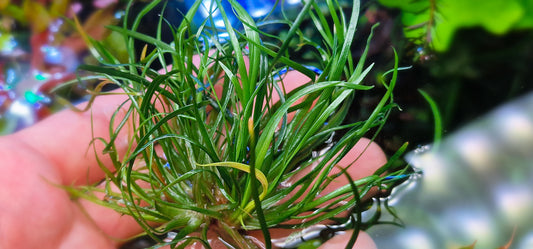 Eriocaulon sp. "Japan Needle Leaf" rare plants aquarium 1plant
