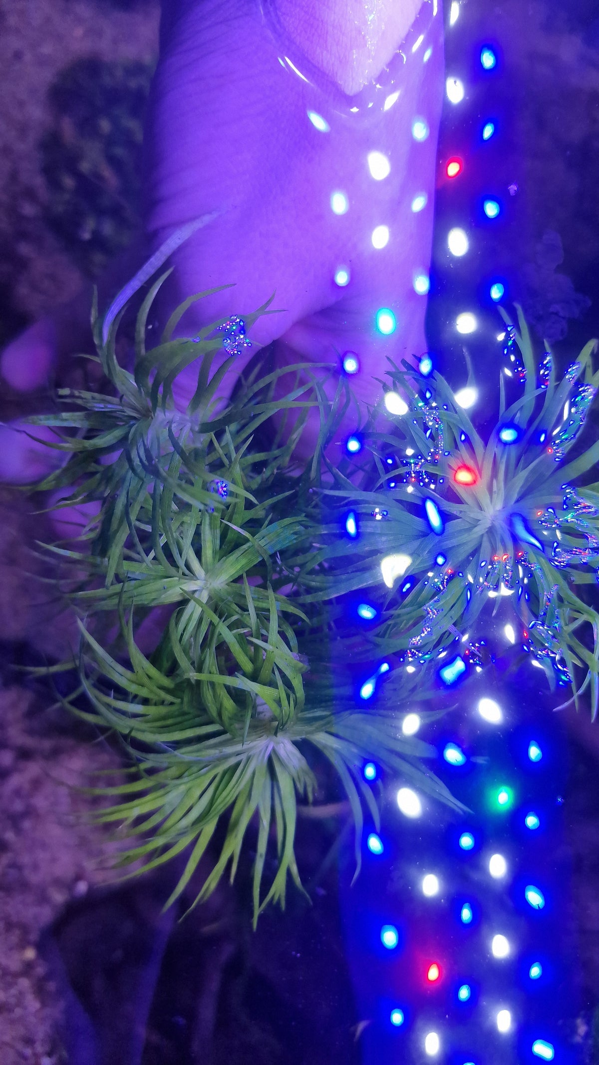 Syngonanthus madeira 2 pcs 15cm