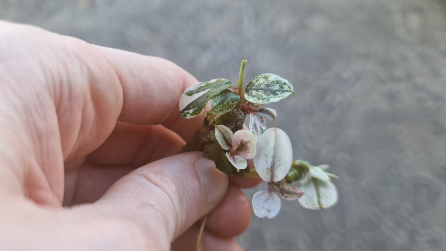 Bucephalandra helena variegated 1pcs