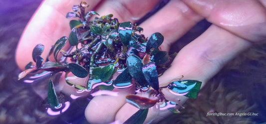 Bucephalandra elephant jade plant as in the photo