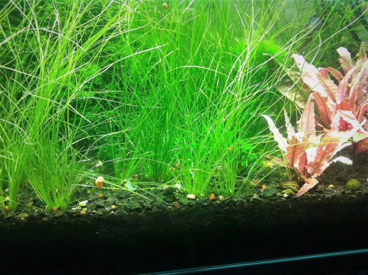 Eriocaulon sp. 'Feather Duster'