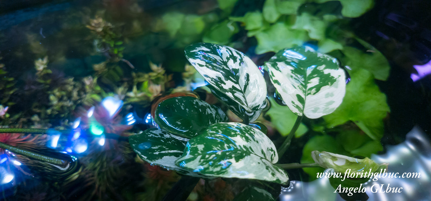 Anubias varking mother plants mother plants