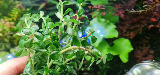 Rotala indica  10 stems 15cm