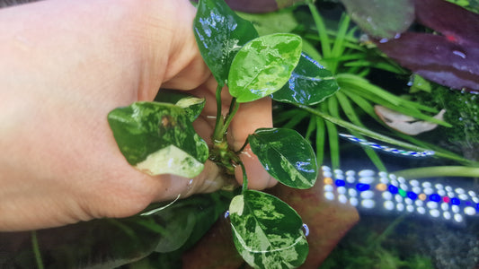 Anubias marble 1 rhizome 5cm