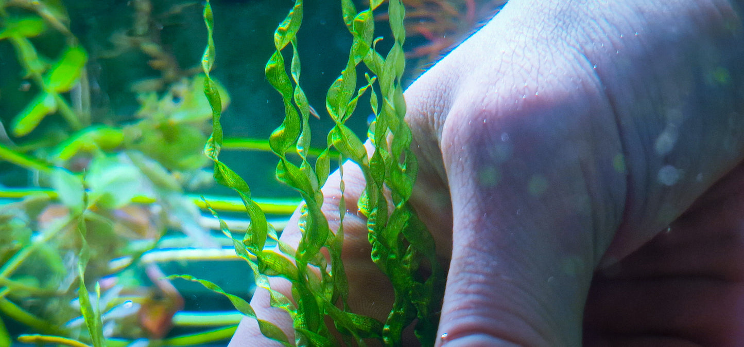 Echinodotus vesuvius mother plant 25cm