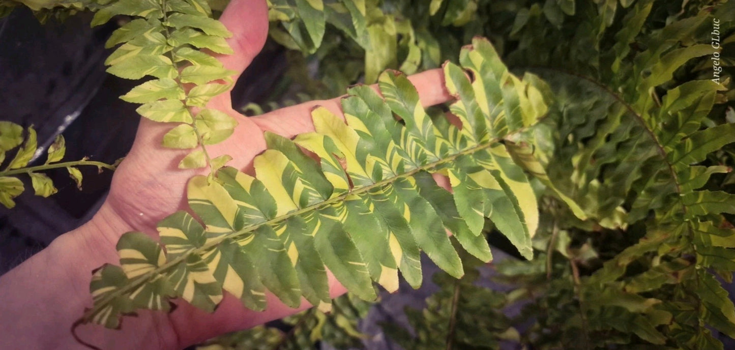 Nephrolepis exaltata variegata ‘Tiger’ Super White  1 plants 20/30cm terrarium plants