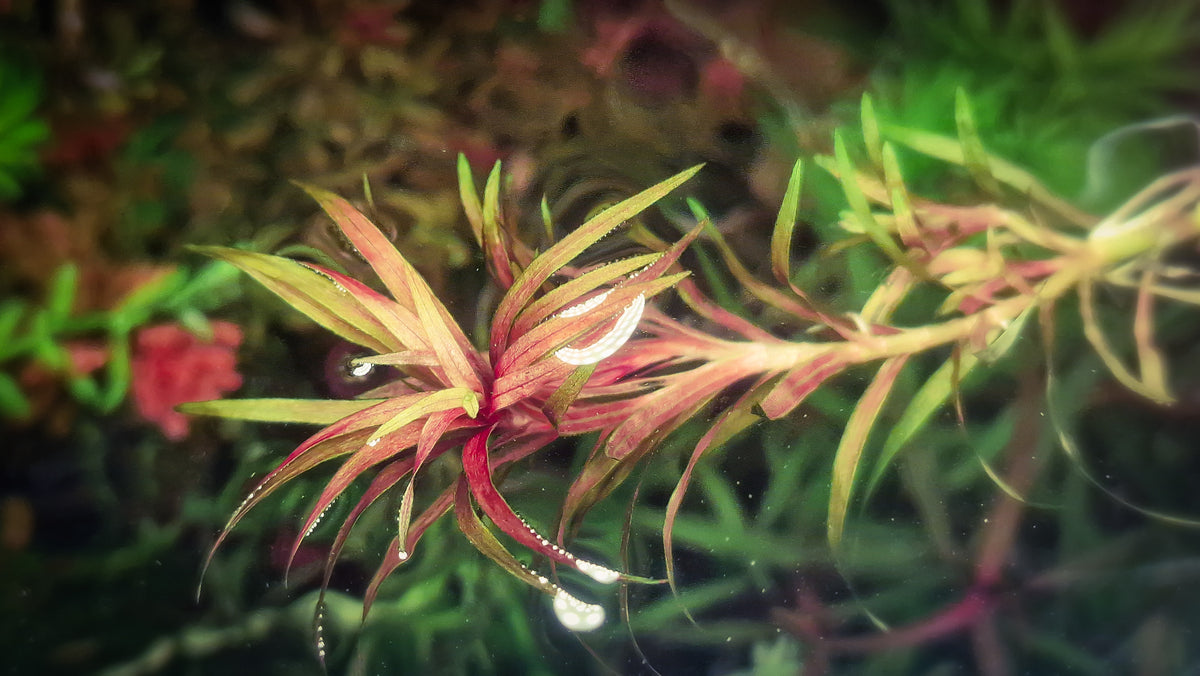 Blyxa japonica var. recurvifolia Rare Recurved Aquatic Plant for High Tech Aquariums 1 pz 15cm