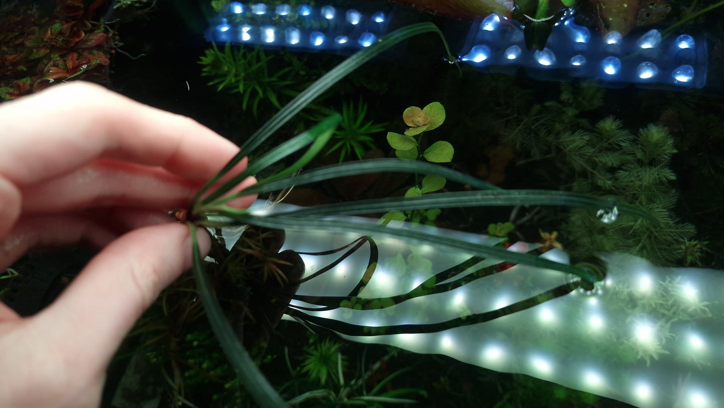 Fenestratarum callum 1 rhizome 5cm