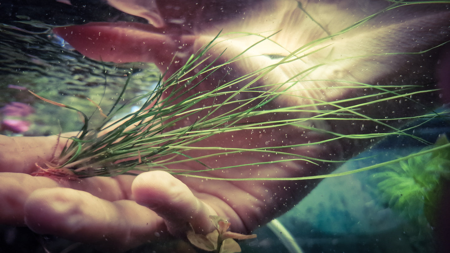 Eriocaulon sp. "Japan Needle Leaf" rare plants aquarium 1plant