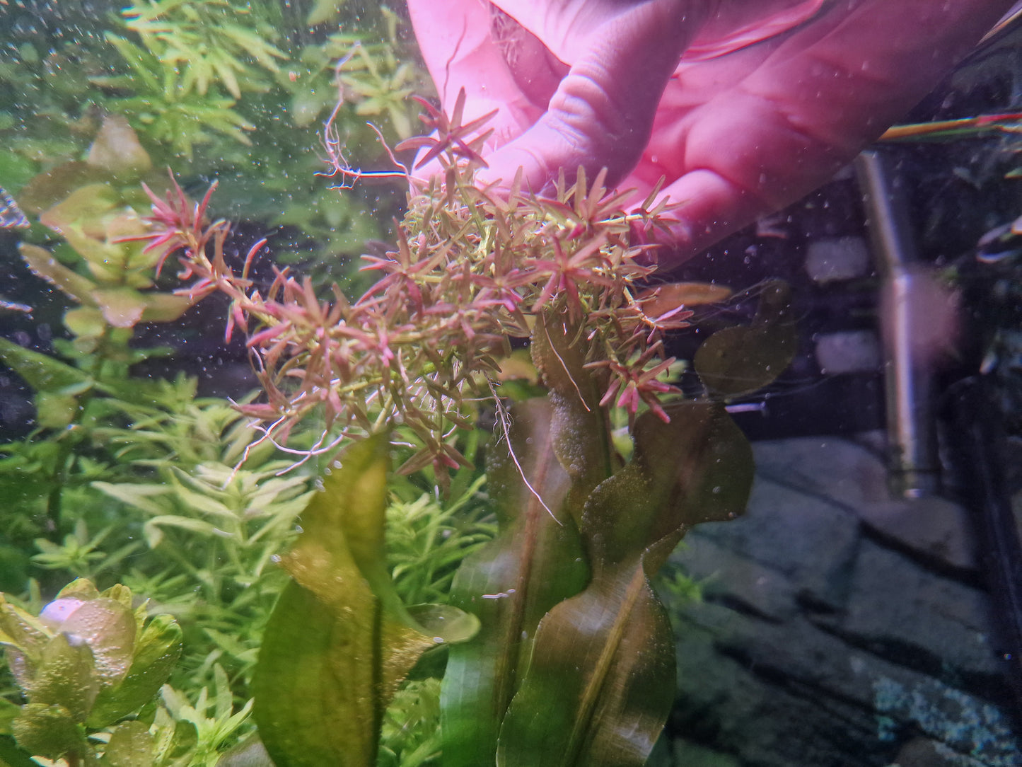 Rotala mexicana goias 10 stems 15cm