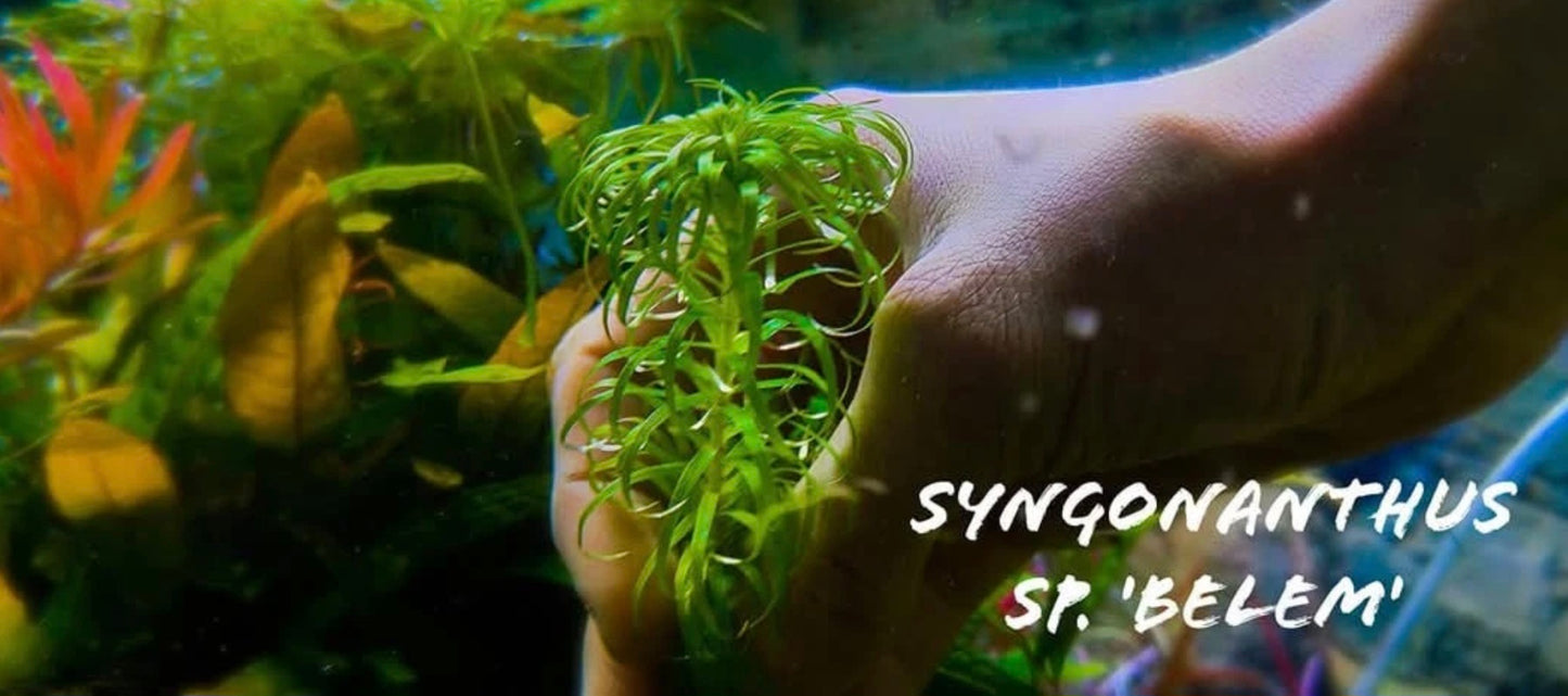 Syngonanthus sp. Belem 5 stems 15cm