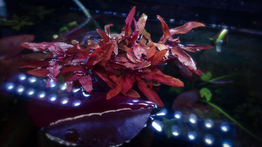 Ammania gracilis Red/Orange – Rare Aquatic Plant 10 stems