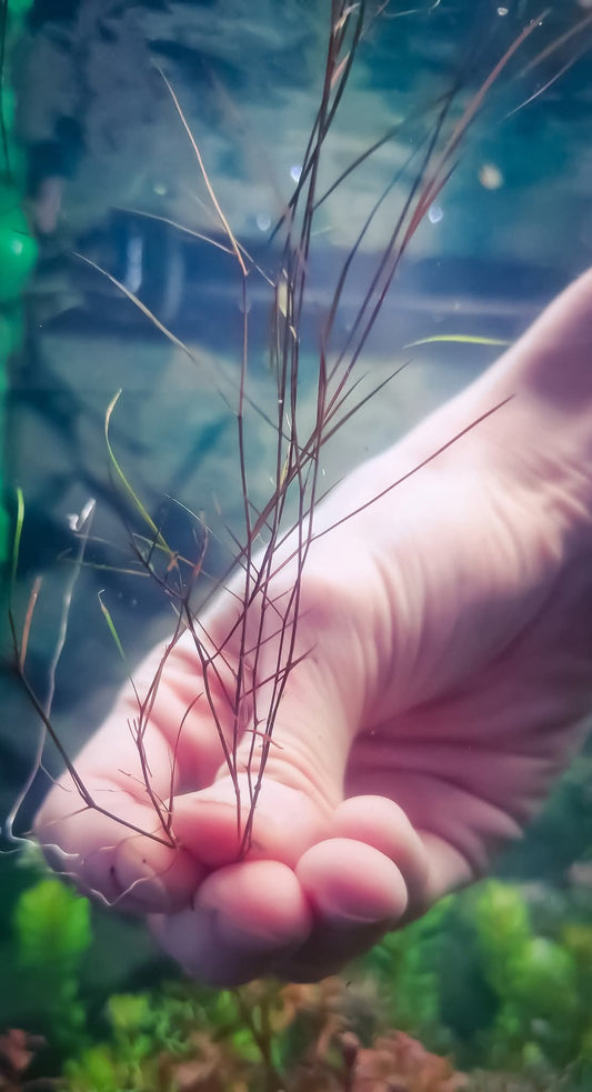 Potamogeton octandrus “Red” – Rare Red Aquatic Plant – Very Limited Availability