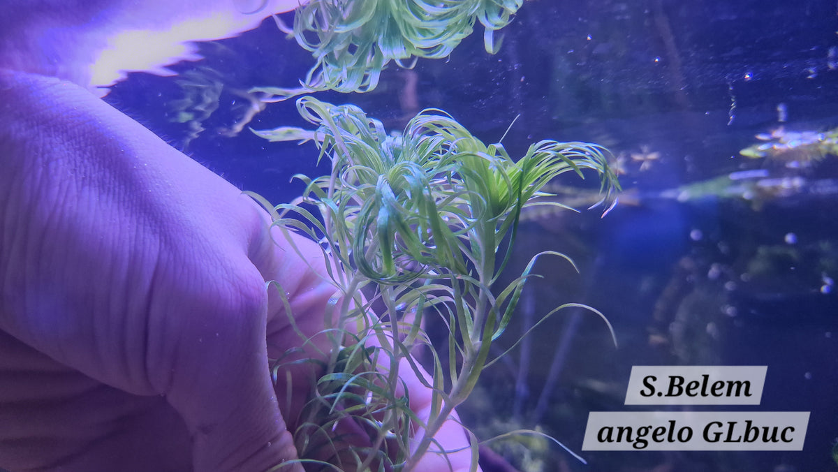 Syngonanthus sp. “Belém” Rare Aquatic Plant 3 stems 15cm