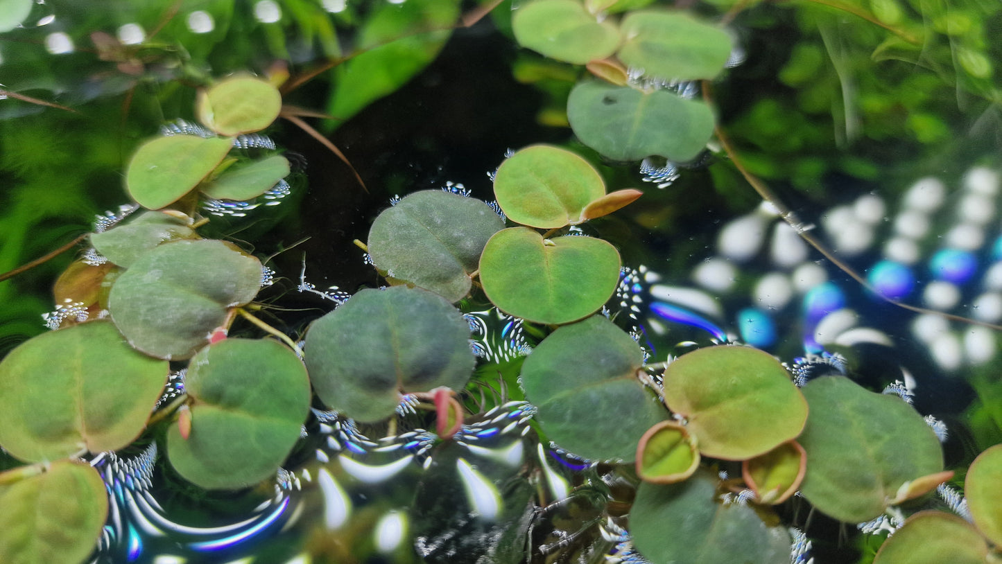 Phyllanthus fluitans – 35 plants (Red Floating Plant)