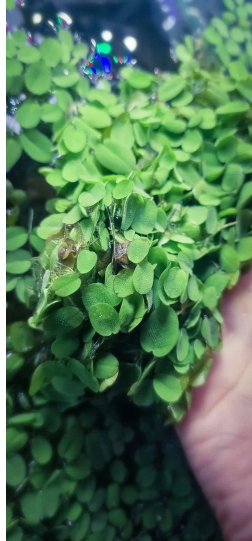 Salvinia natans  portion large 30 plants