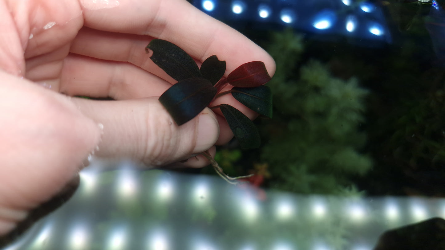 Bucephalandra shine 1 rhizome 5/7cm hight quality