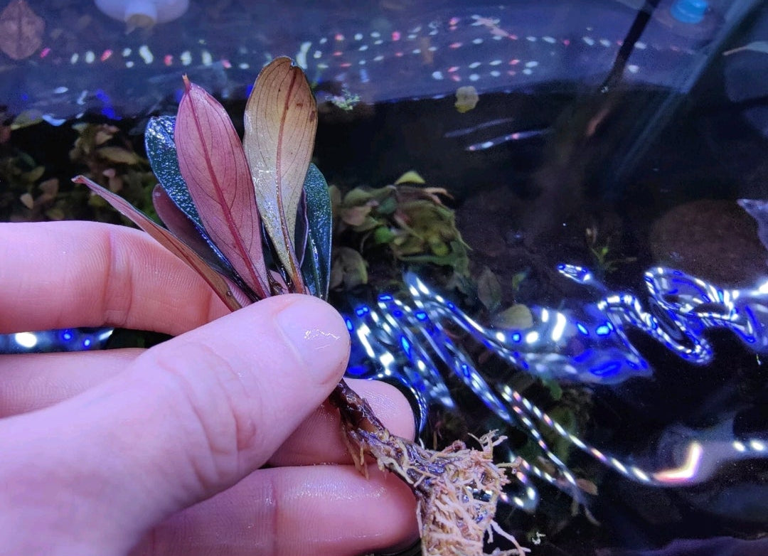 Bucephalandra paris 1pcs 5cm rhizome