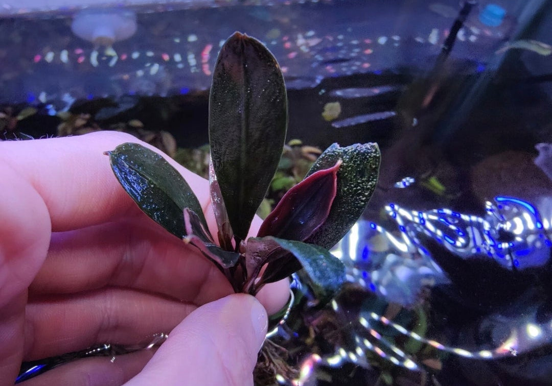 Bucephalandra paris 1pcs 5cm rhizome