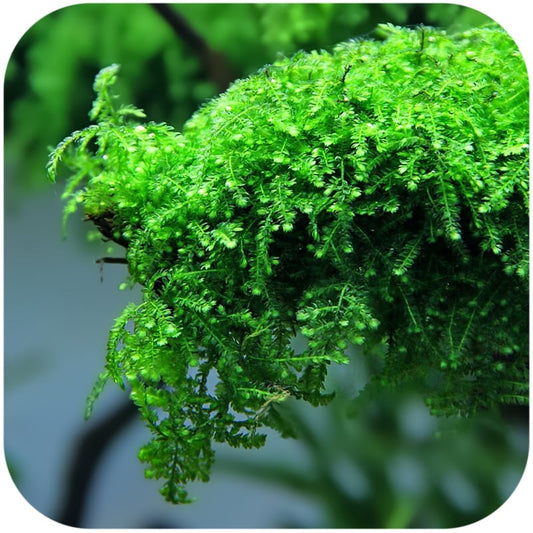 Creeping moss 7x7cm
