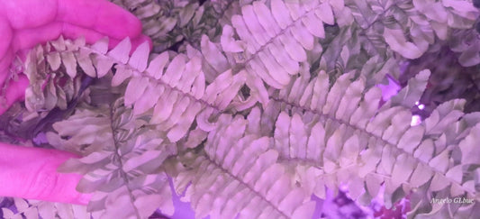 Nephrolepis exaltata variegata ‘Tiger’ Super White  1 plants 20/30cm terrarium plants