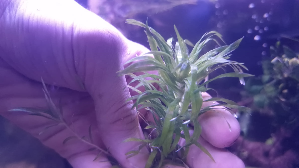 Syngonanthus sp. “Pedra” Rare Aquatic Plant 1pcs